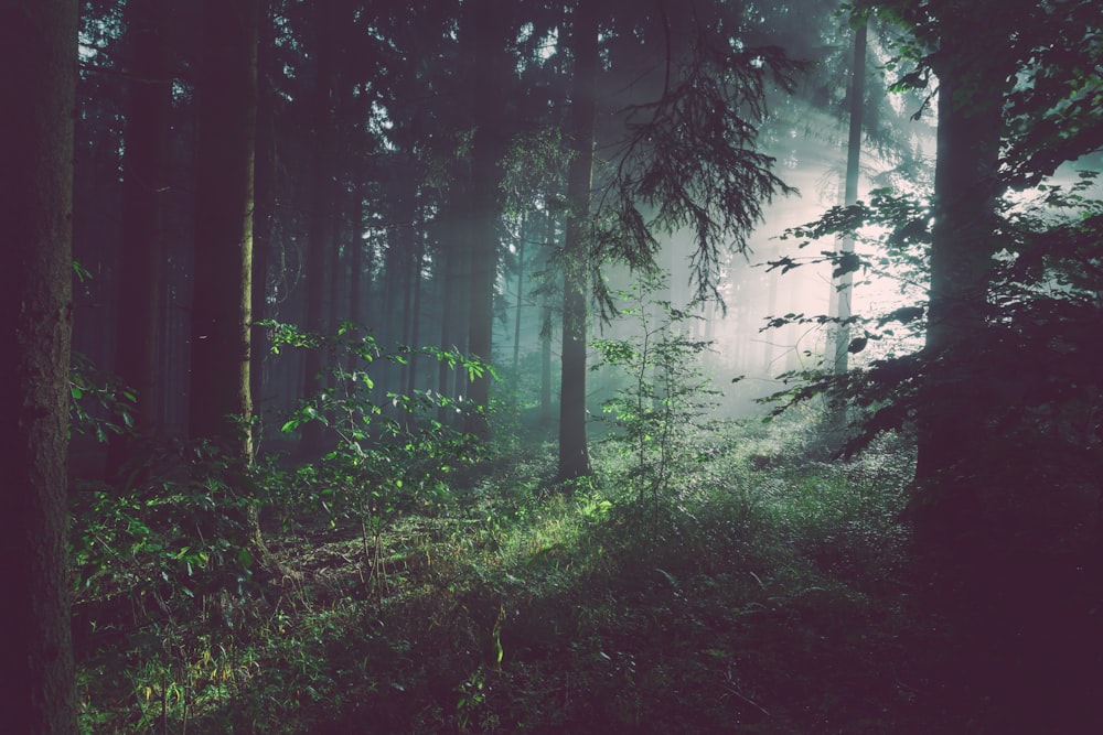 Forest Bathing (Shinrin-Yoku)
